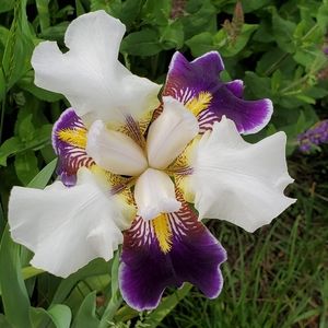 Meet your Posher, Joyce